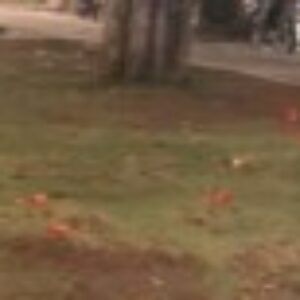 Foto de perfil de amor39bb