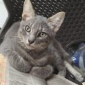 Foto de perfil de Carlos